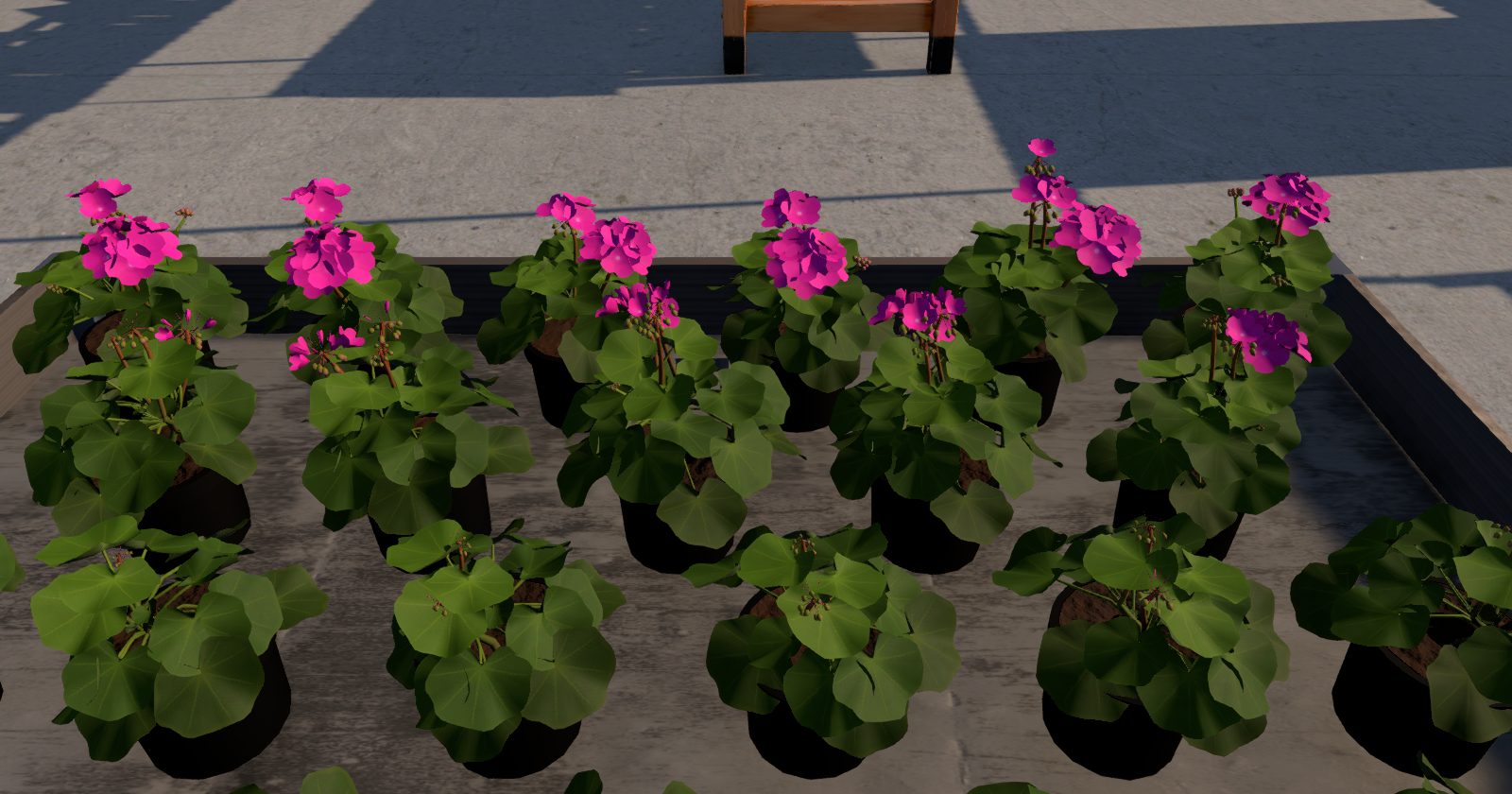 Pflanztisch im Spiel mit pinken Geranien in verschiedenen Wachstumsständen, hinten blühend, vorne noch grün
