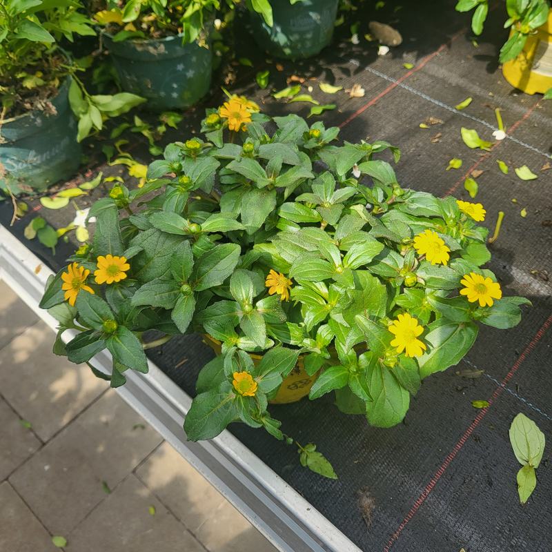 Husarenknöpfchen von oben auf einem Gärtnereitisch, ein dichtes Polster mit vielen gelben Blüten