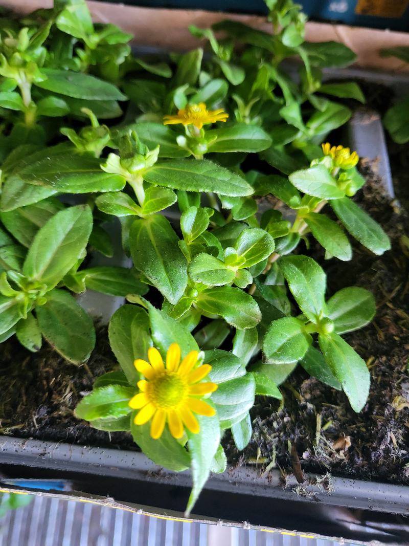 Junges Husarenknöpfchen in einer Anzuchtschale mit der ersten gelben Blüte
