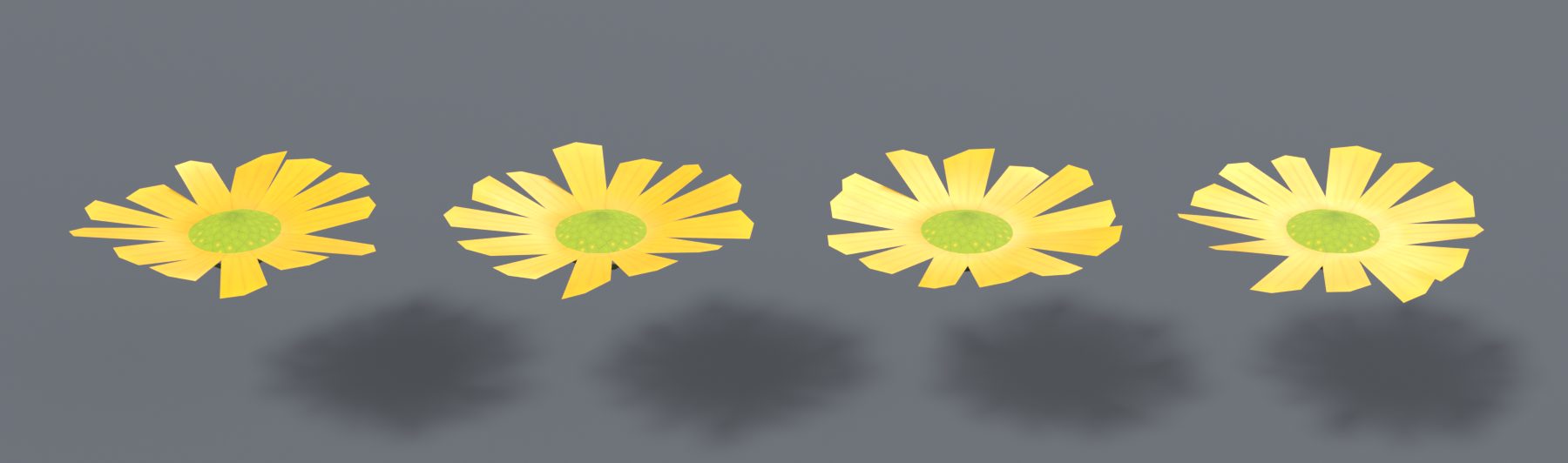 Vier offene gelbe Blüten mit runden Enden, jede mit etwas anders gestellten Blütenblättern